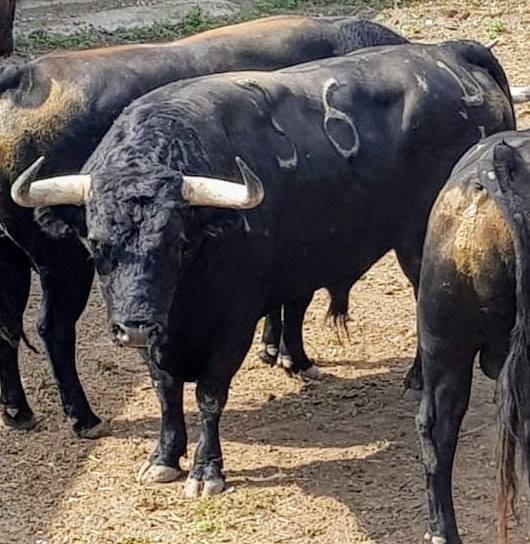 LOTE EMILIO ARLES 1