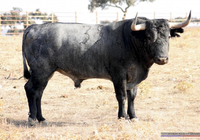 LOTE EMILIO DAX 2