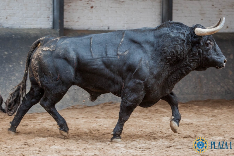LOTE_EMILIO_MADRID_1.jpg