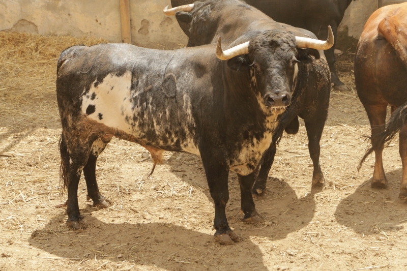 SD HUESCA 1