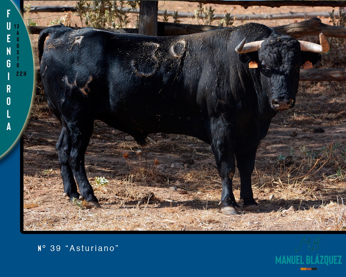 TORO FUENGIROLA 6